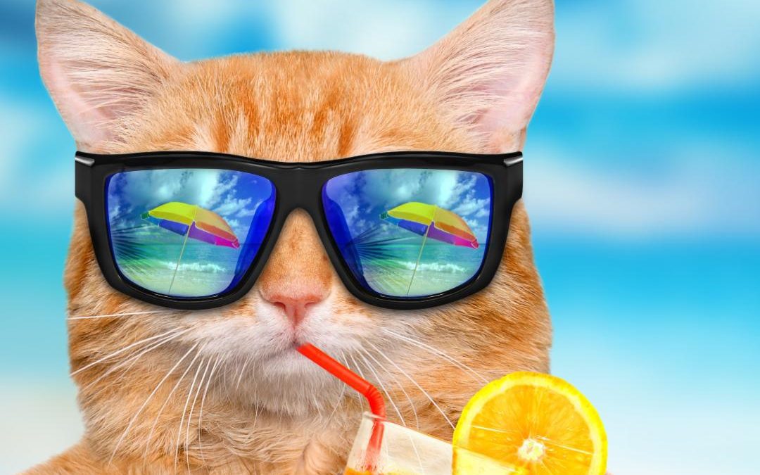 cat in sunglasses drinking cocktail